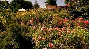 Garden memories from Model Town Lahore